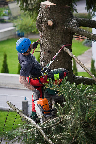 Best Fruit Tree Pruning  in Corrigan, TX